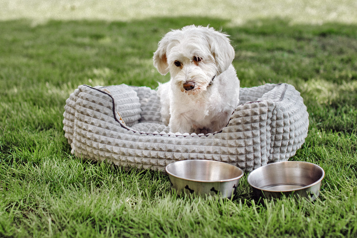 Annehmlichkeiten für ihren Vierbeiner